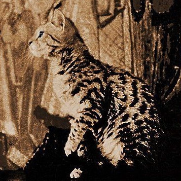 Permier Bengal en France